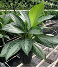 6" Aglaonema Silver Bay